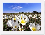 17lapinvuokot Dryas octopetala3 * 800 x 600 * (440KB)